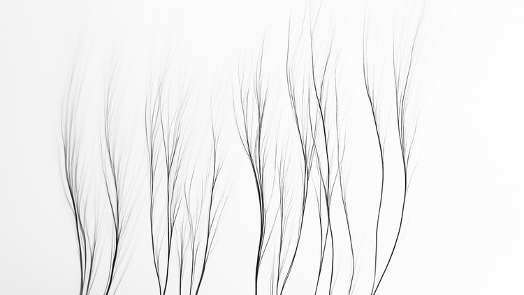 Before Leaves
